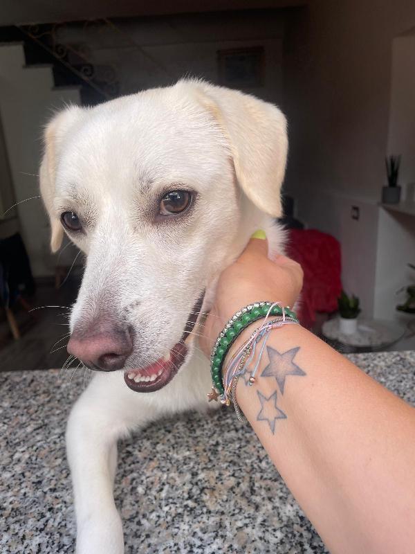 LEO 💤 DAL DIVANO AL BOX 💔 Foto 10